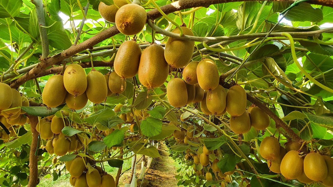 Kiwi Di Forli3A La Crescita Del