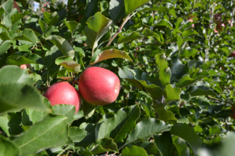 La Giornata Tecnica Frutticola