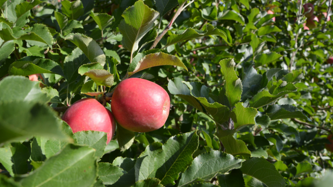 La Giornata Tecnica Frutticola