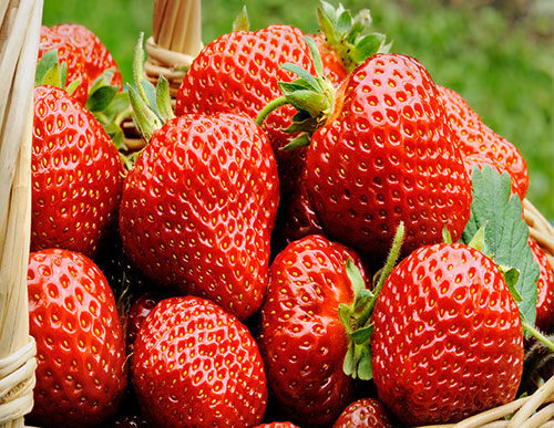 La Sagra Della Fragola 20253A U