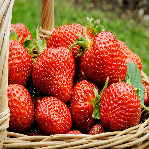 La Sagra Della Fragola 20253A U