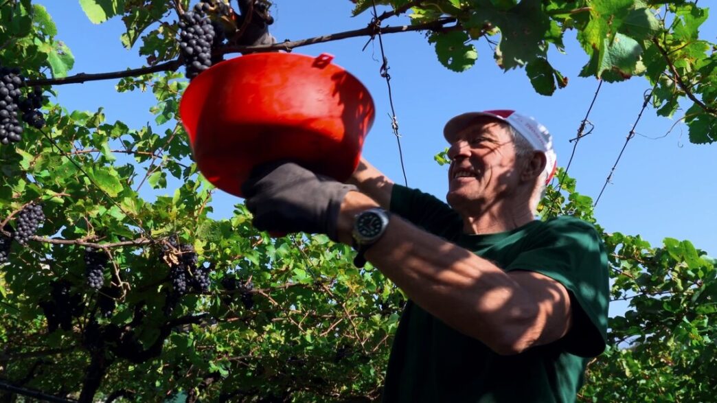 La Valle Dei Vini3A La Classica