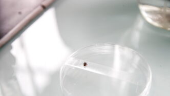Liceo Scientifico Taramelli Di