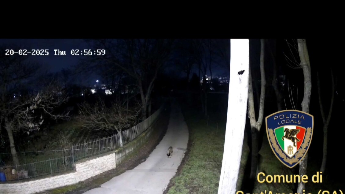 Lupi Avvistati In Centro A San