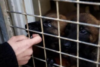 Maltrattamenti A Roma3A Cane Ab