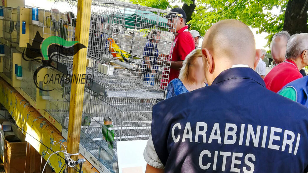 Maltrattamenti Su Animali Da C