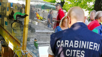 Maltrattamenti Su Animali Da C