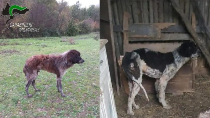 Maltrattamento Di Animali A Ta