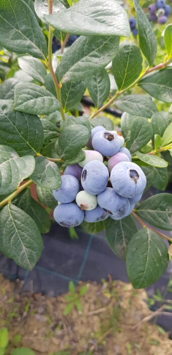 Nuove Varietc3A0 Di Frutta A Resi
