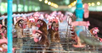 Operazione Chicken Game3A Scope