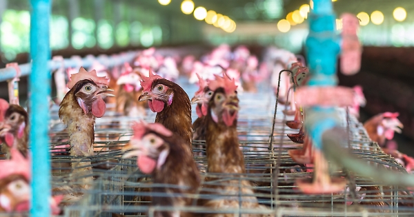 Operazione Chicken Game3A Scope