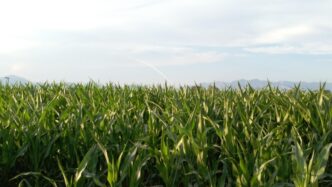 Prezzi Alimentari In Calo A Ge