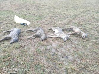 Quattro Lupi Rinvenuti Morti A