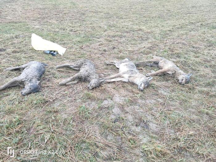 Quattro Lupi Rinvenuti Morti A