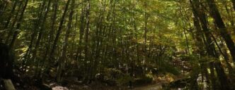 Rinnovamento Verde A Chieti3A P