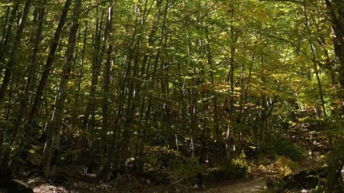 Rinnovamento Verde A Chieti3A P