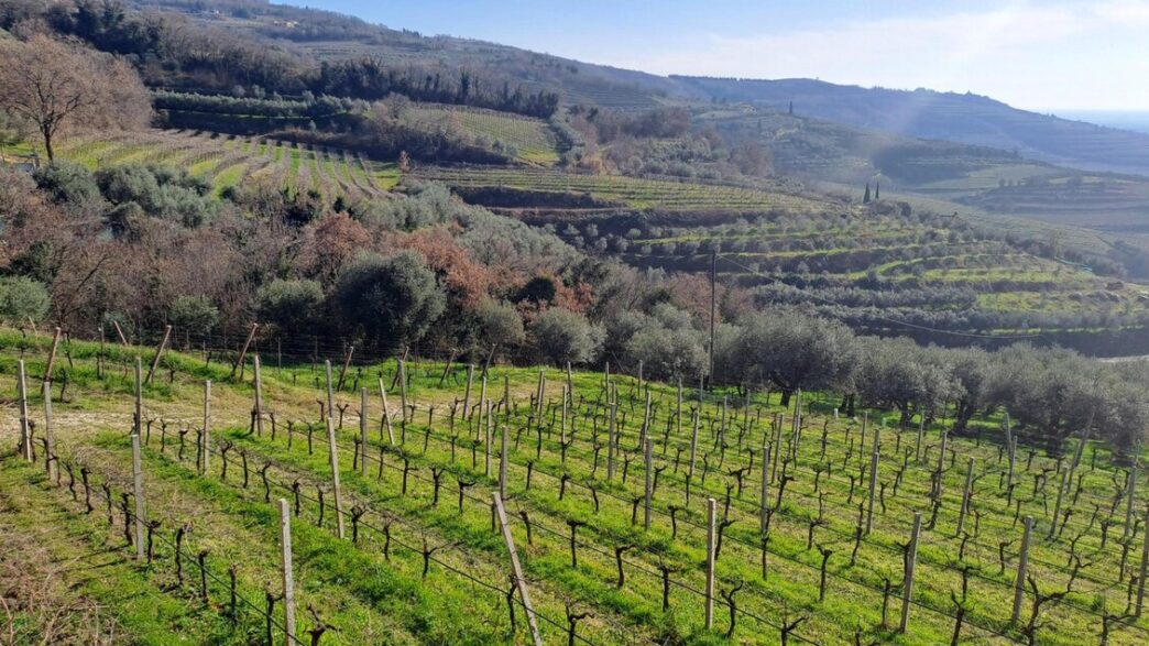Riscoprire La Tradizione Vinic
