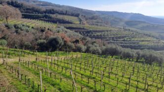 Riscoprire La Tradizione Vinic