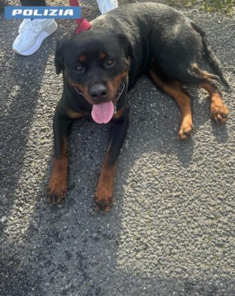 Rottweiler Smarriti Sull27Autos