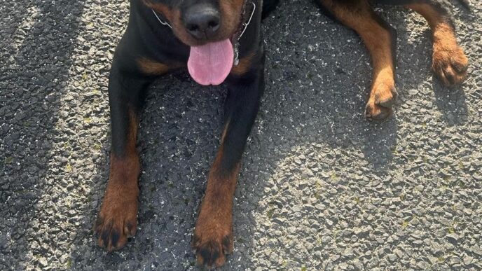 Rottweiler Smarriti Sull27Autos