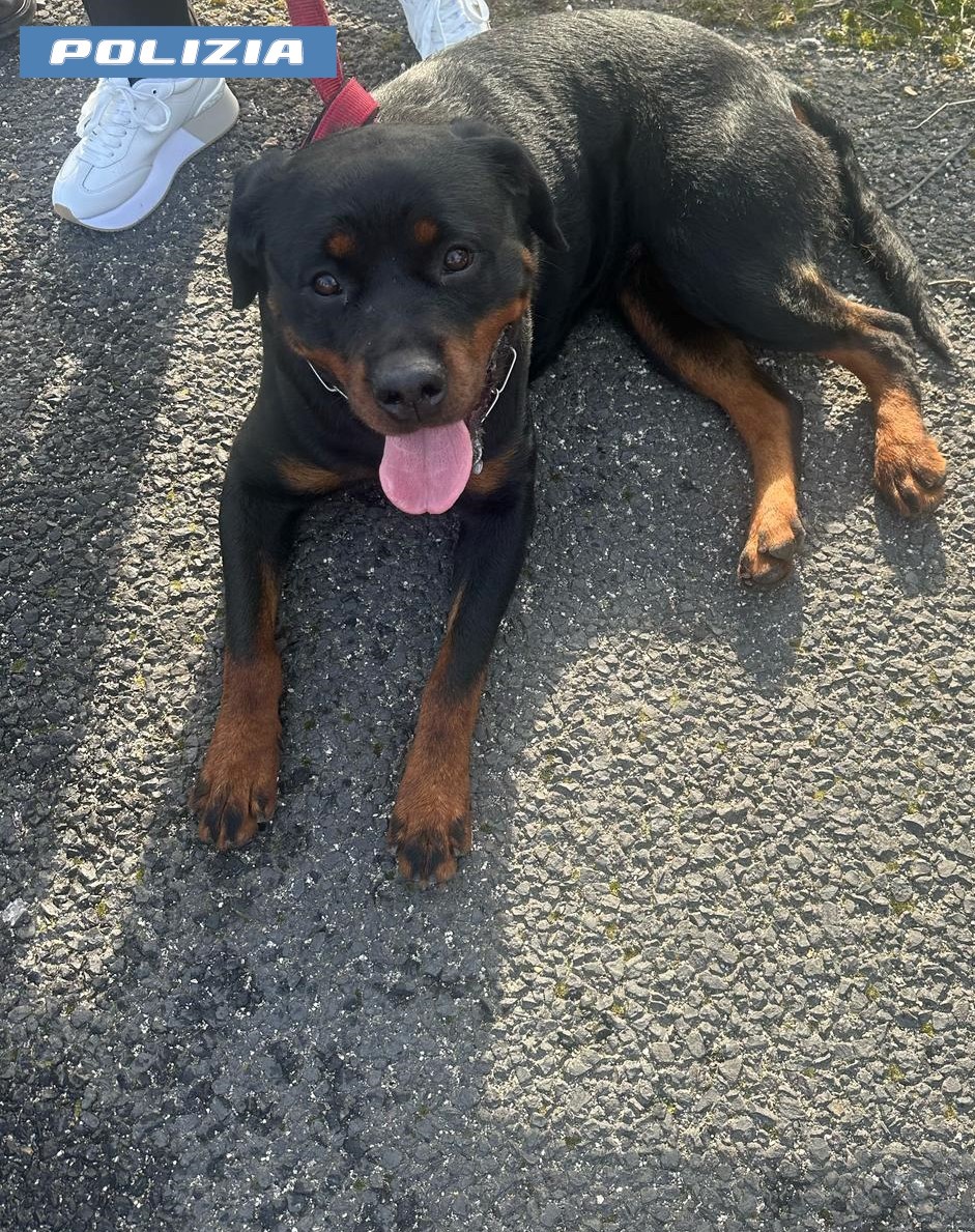 Rottweiler Smarriti Sull27Autos