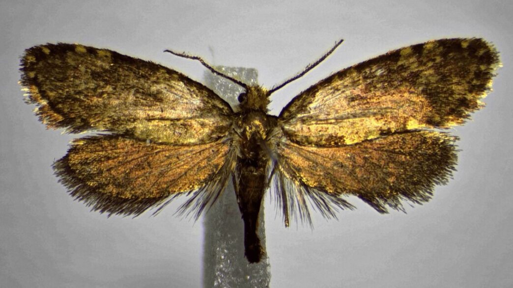 Scoperta Una Nuova Specie Di F