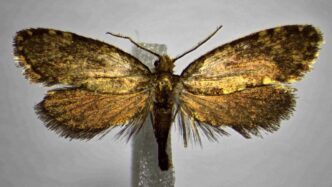 Scoperta Una Nuova Specie Di F