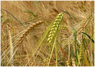 Scoperti I Segreti Genetici De