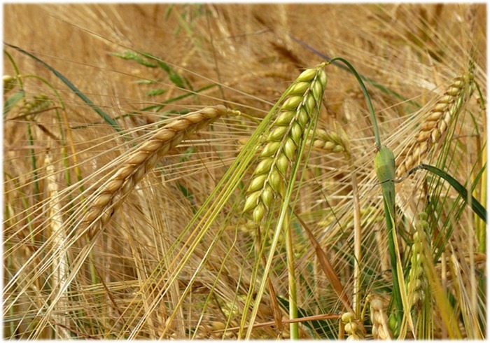 Scoperti I Segreti Genetici De