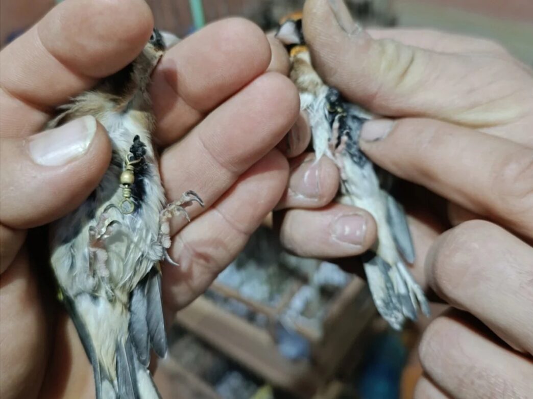 Scoperto Traffico Illegale Di