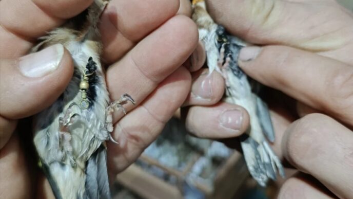 Scoperto Traffico Illegale Di