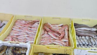 Sequestrati 800 Kg Di Pesce No
