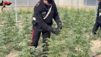 Sequestro Di Marijuana A Reggi
