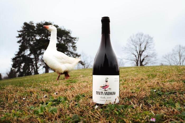 Tenuta Mazzolino Presenta Gise