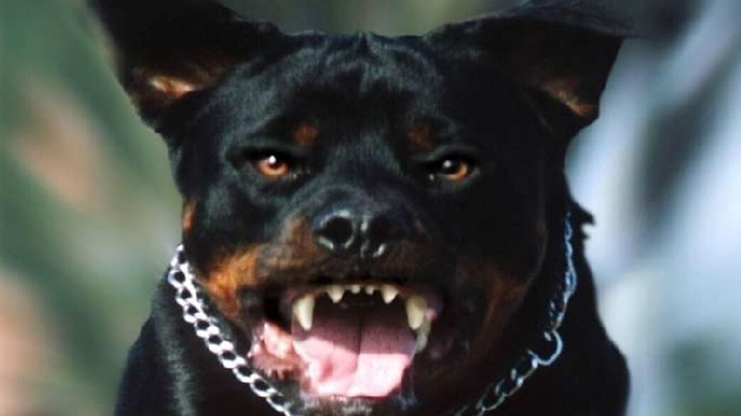 Tragica Aggressione Di Cani A