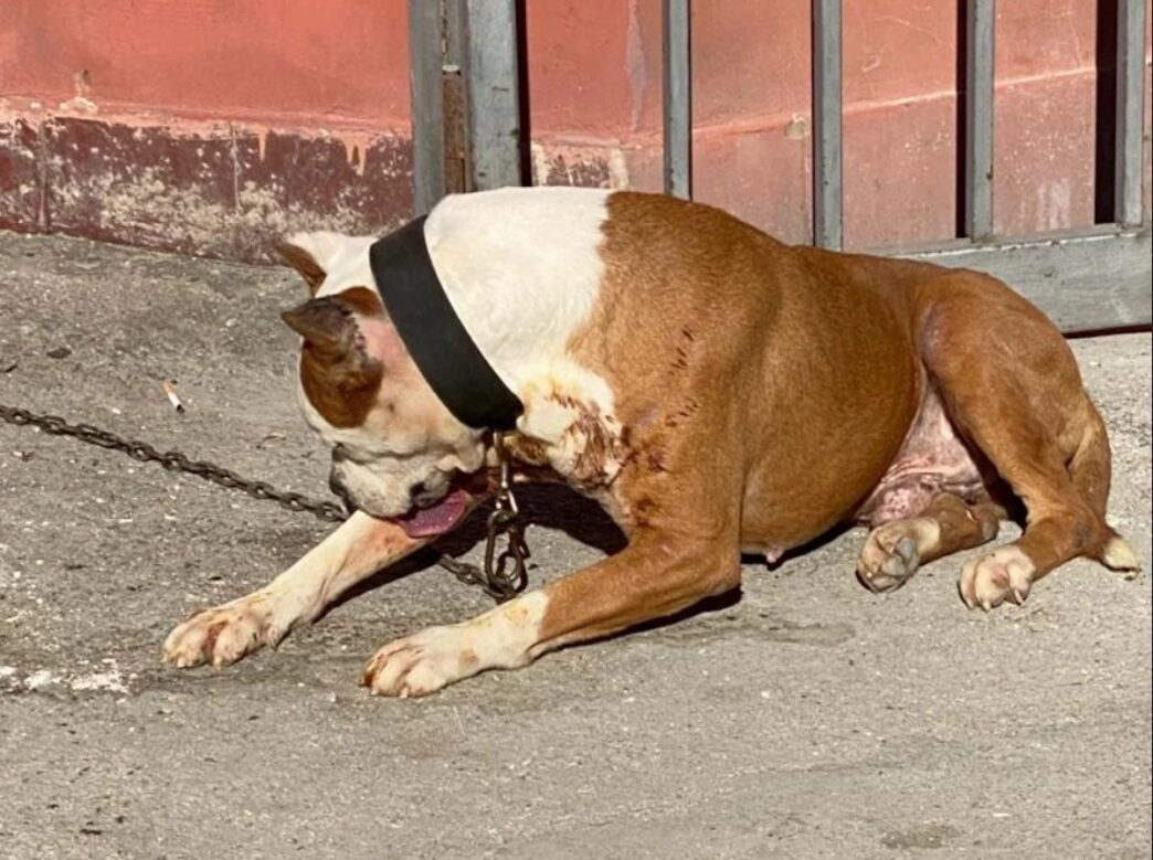 Tragico Attacco Di Un Pitbull3A