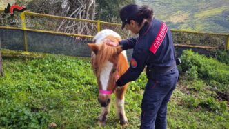 Tre Pony Abbandonati A Avellin