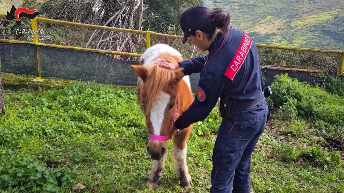 Tre Pony Abbandonati A Avellin