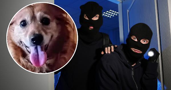 Un Cane Eroico Mette In Fuga U