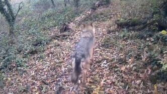 Un Lupo Salvato A Gaggiano3A L27