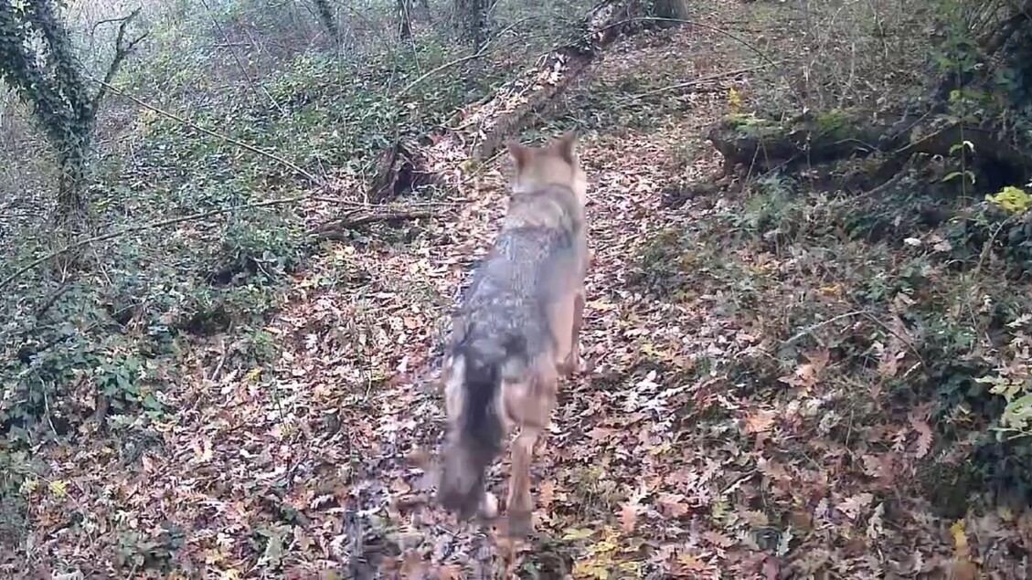 Un Lupo Salvato A Gaggiano3A L27