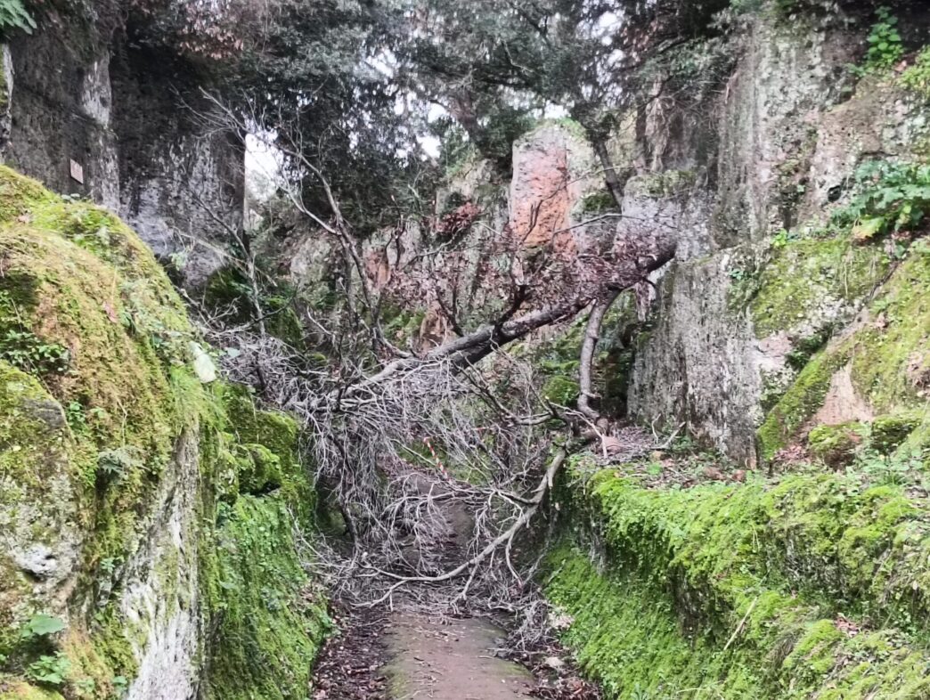 Vento Forte Provoca Il Crollo