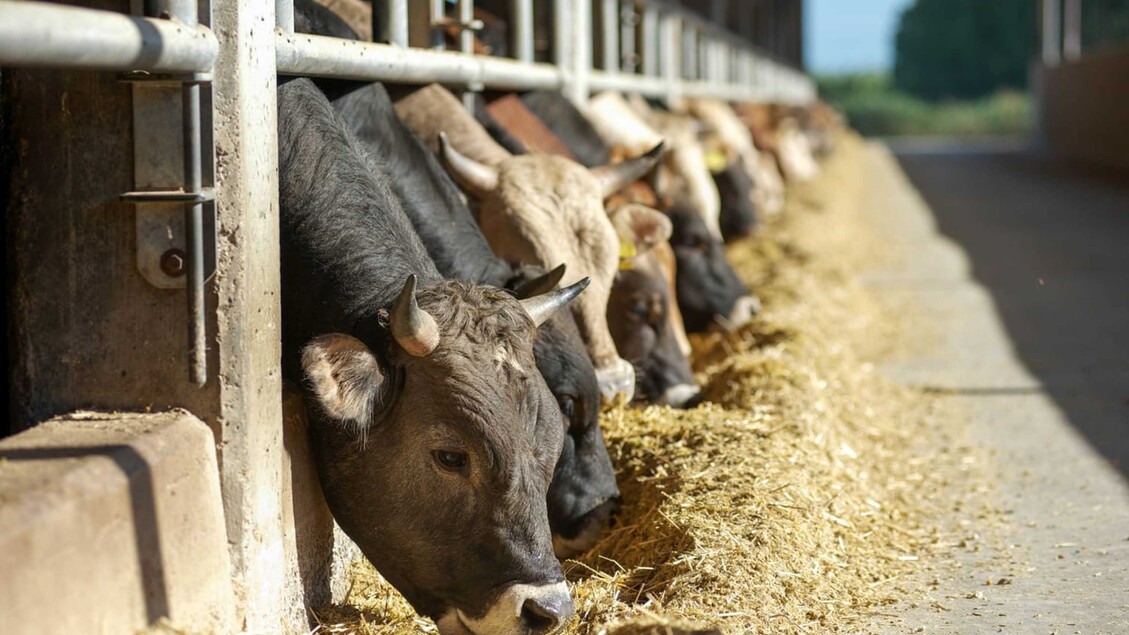 Veterinari In Italia3A Una Care