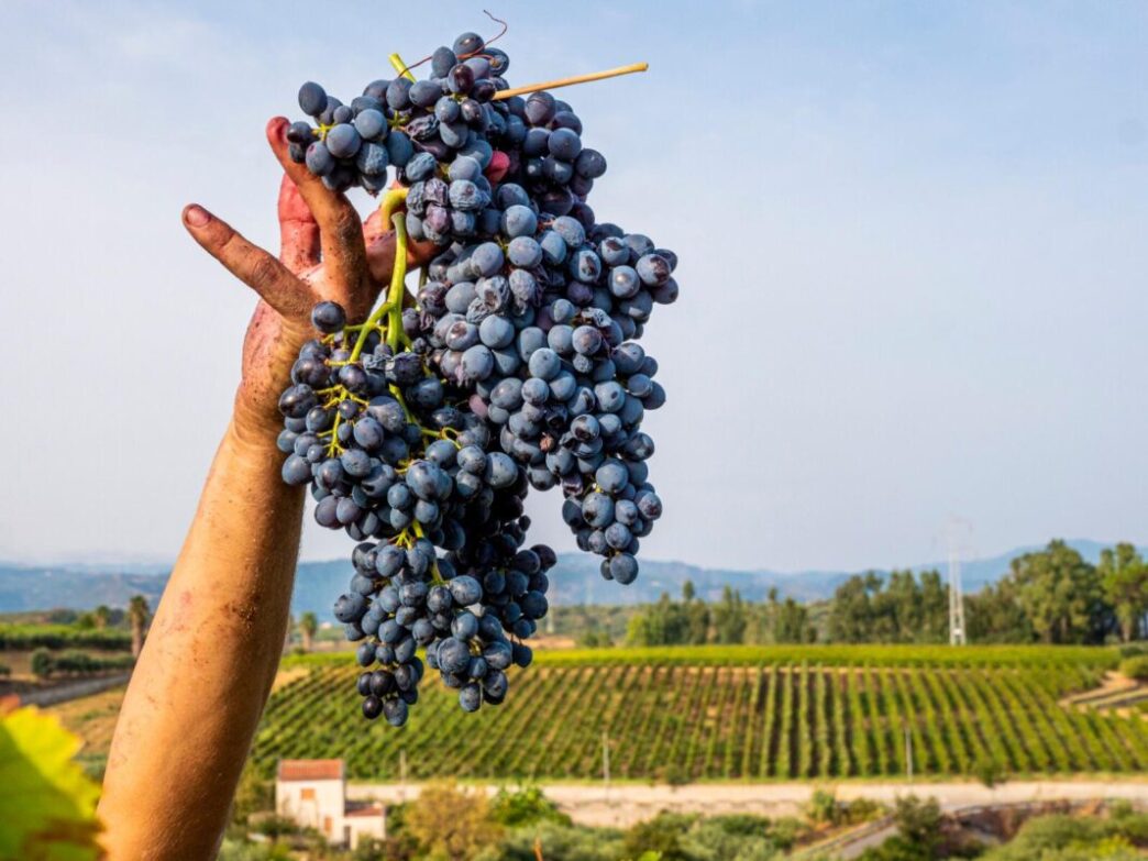 Vino E Cultura Siciliana3A Asso