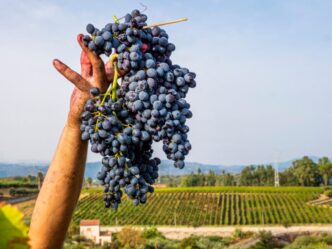 Vino E Cultura Siciliana3A Asso