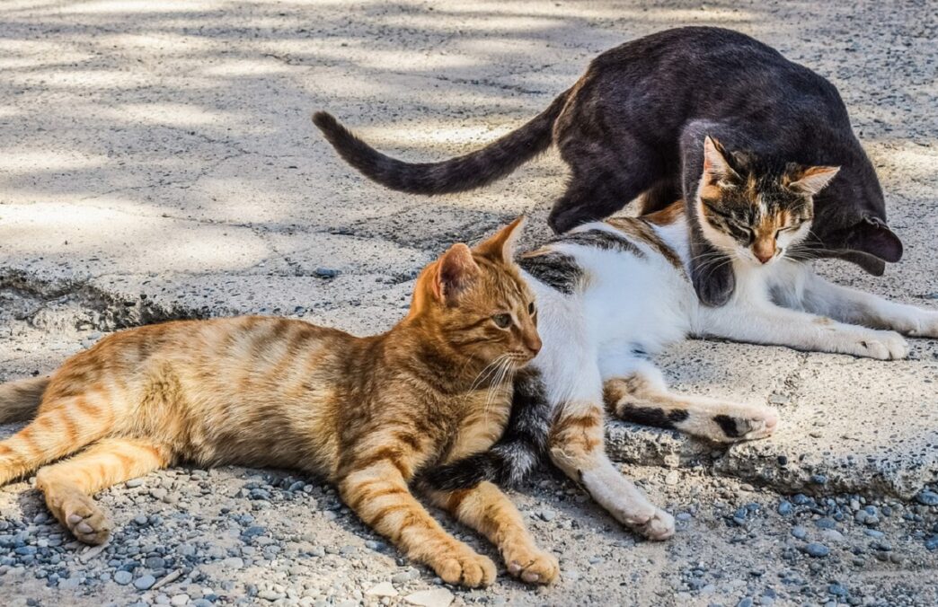 Violenza Sugli Animali A L27Aqu