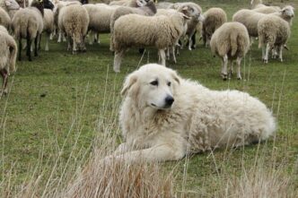 Abbandono Di Cuccioli A Manfre