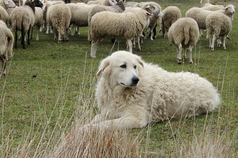 Abbandono Di Cuccioli A Manfre