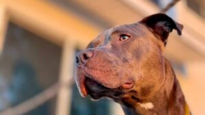 Accoltellato Un Cane In Rissa