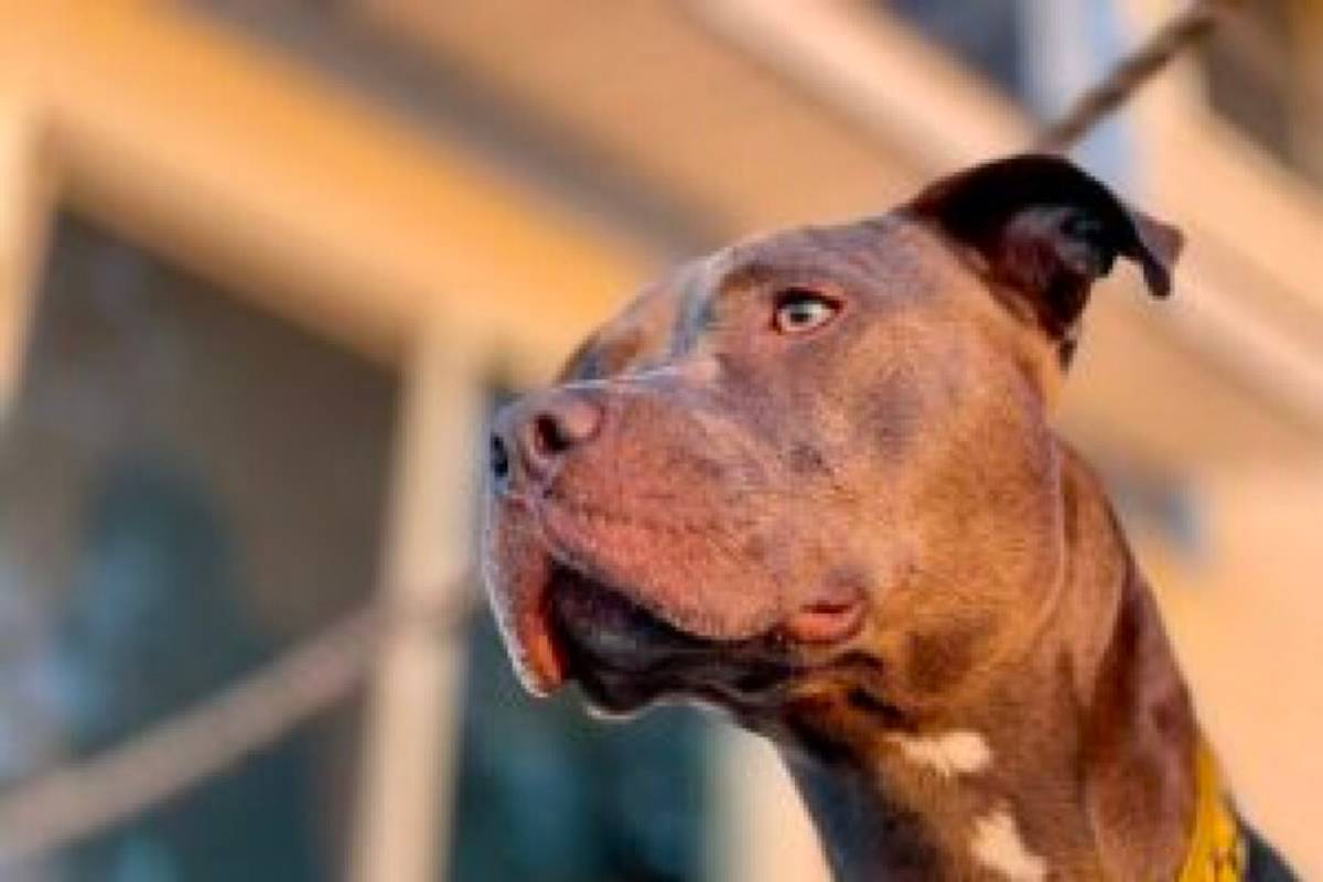 Accoltellato Un Cane In Rissa